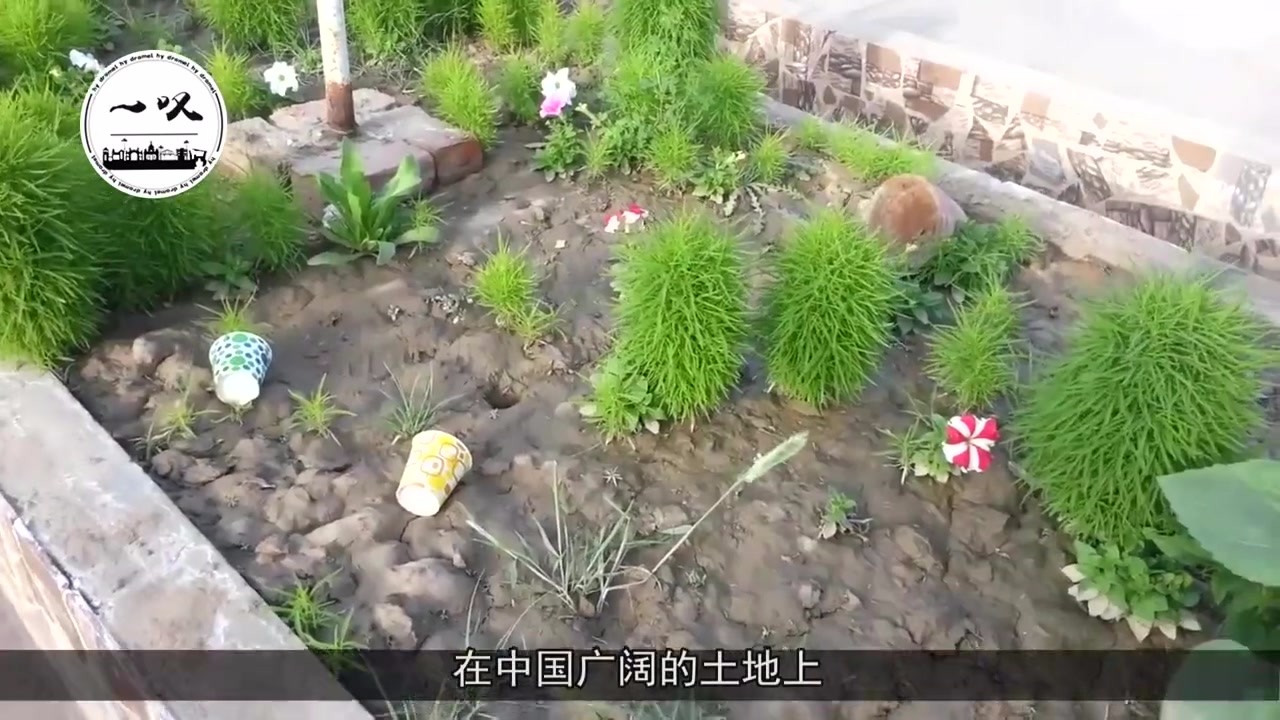This kind of plant is very common in rural areas of China, but the Japanese have become treasures, and now they are still buying it at a high price! 