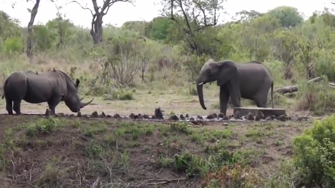 Tons of rhinoceros fighting elephants, rare scenes, the whole process of camera shooting