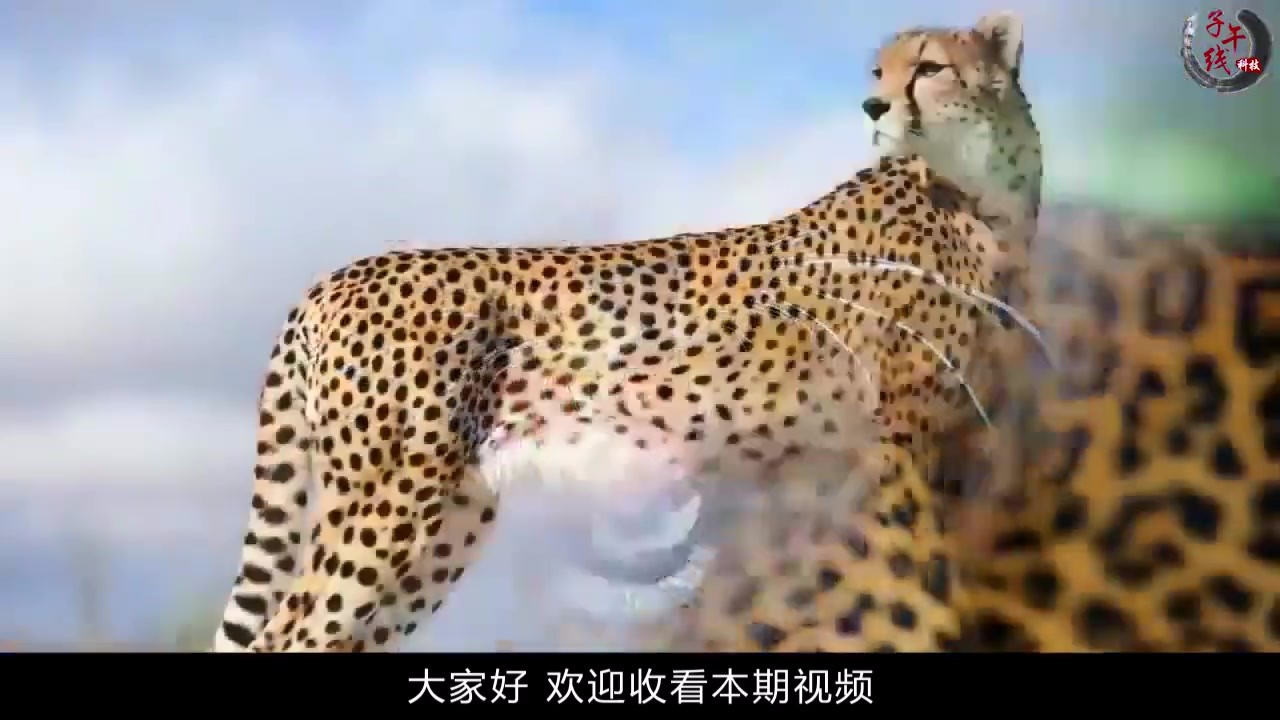 When the leopard enjoyed eating the antelope, he was surrounded by hyenas. The camera recorded the whole process.