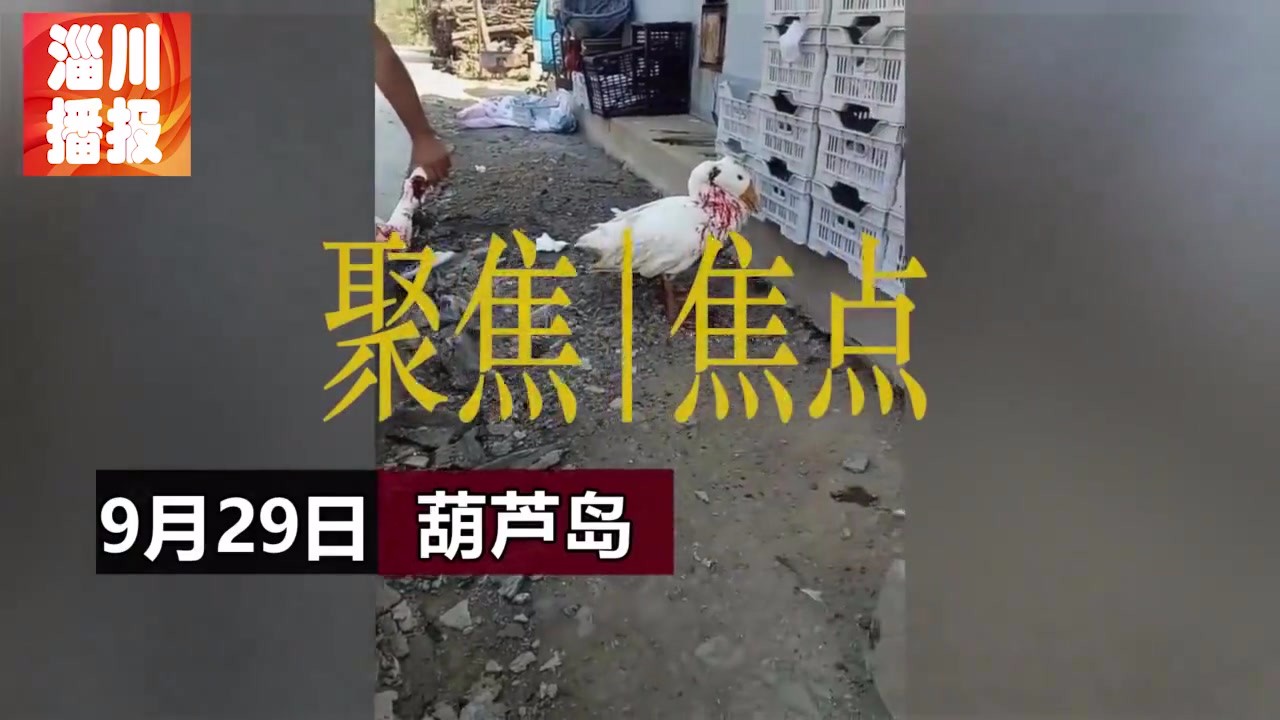 A man killed a goose, and two geese refused to fall down. What a pity!