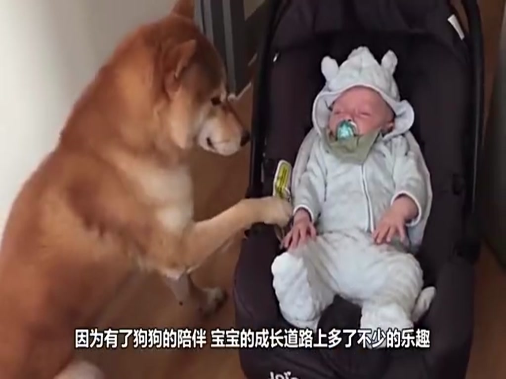 The baby cried and the mother did nothing, and the whole family was stunned by the dog's behavior.