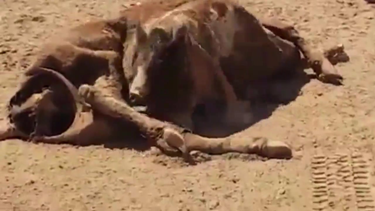 What happens when a crocodile dies and a lion grabs food and a lion hits its paw on its head?