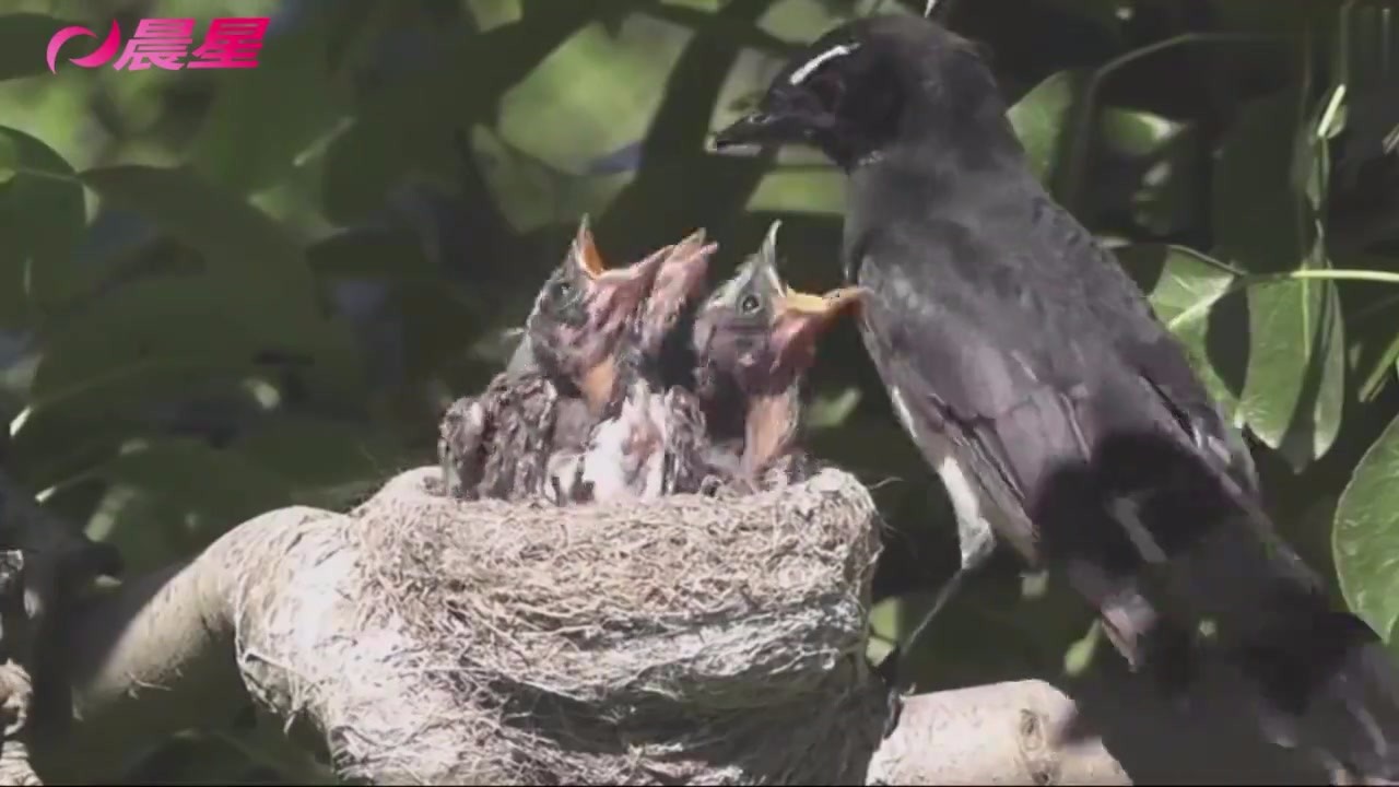 Call the mother bird to look for food, the snake attacked the bird, the camera recorded this natural event!