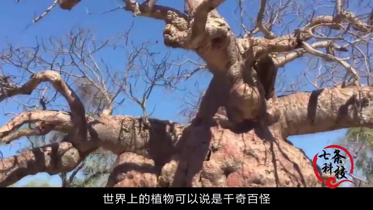 Why is the baobab tree on the African steppe called 