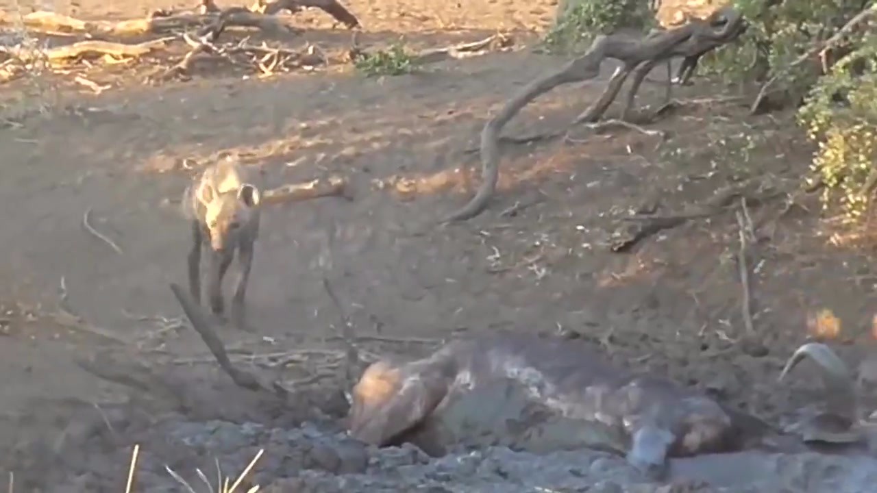 The buffalo was stuck in the mire and could not move. A hyena suddenly appeared. The camera recorded a tragic scene.