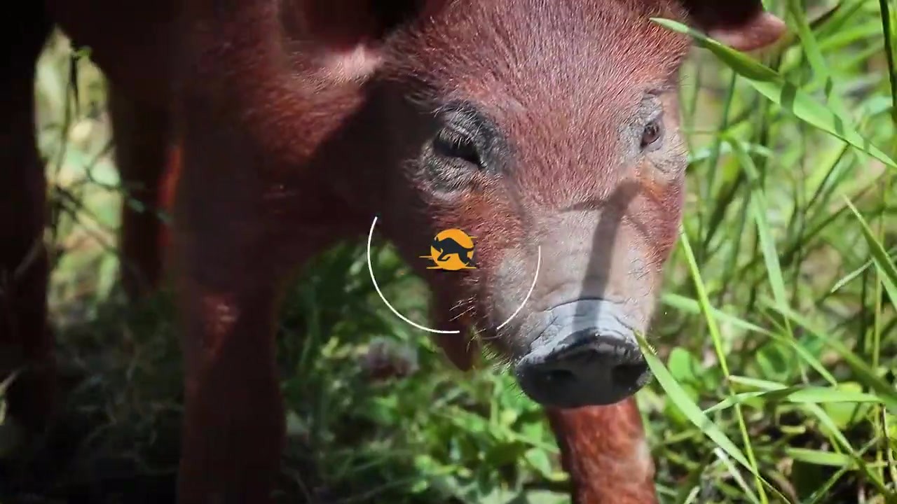 Eating wild boars get into the stomach of cattle and eat meat, but they are stuck. The whole process is photographed by camera.