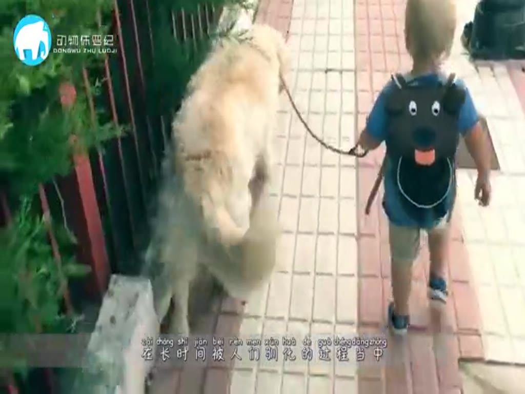 The dog's neck is stuck by a collar and is dying. After being rescued, he knows how to report his kindness. The camera records the whole process.