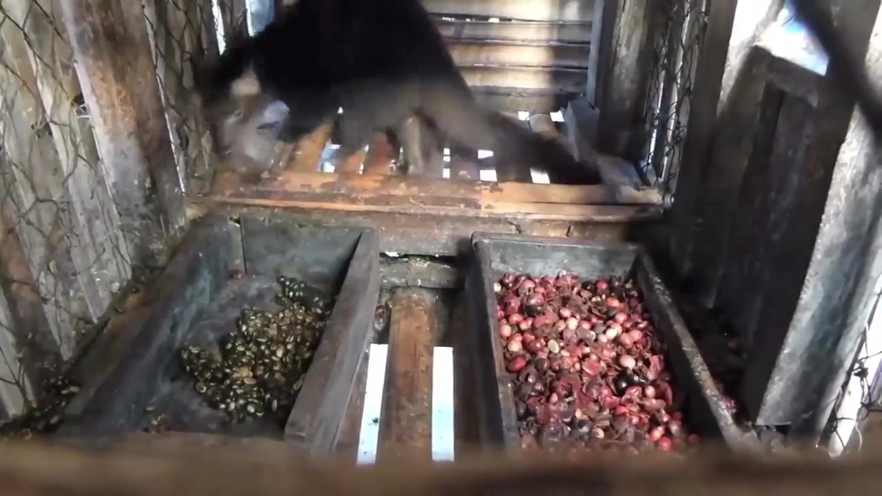 How the Cat Shit coffee is made is so painful that the camera records the whole process.