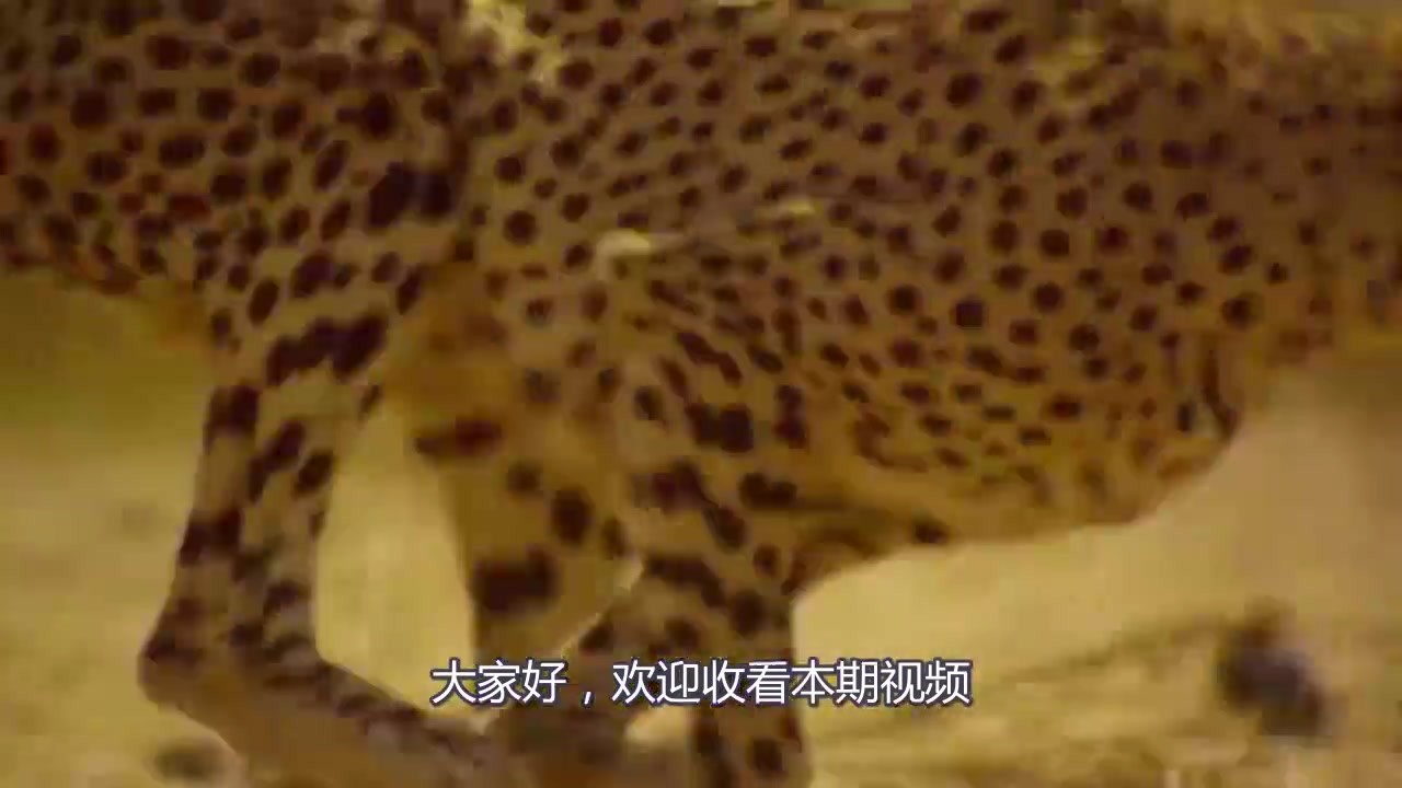 The cheetah's hard-earned food was released by a group of monkeys.