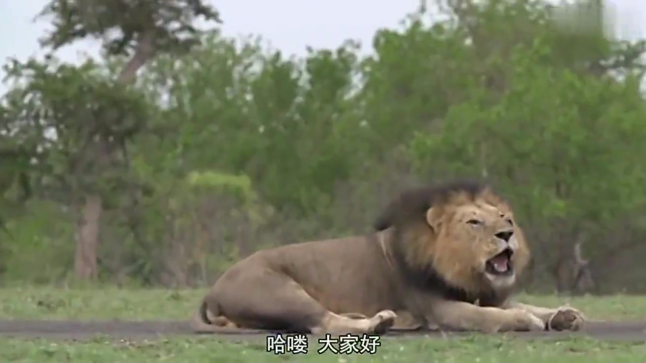 The lions were resting, and a little Warthog rushed over and shocked the lions!