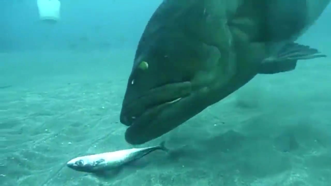 The diver meets the "Big Monster Fish" in the deep sea. His body is black and his lips are thick.