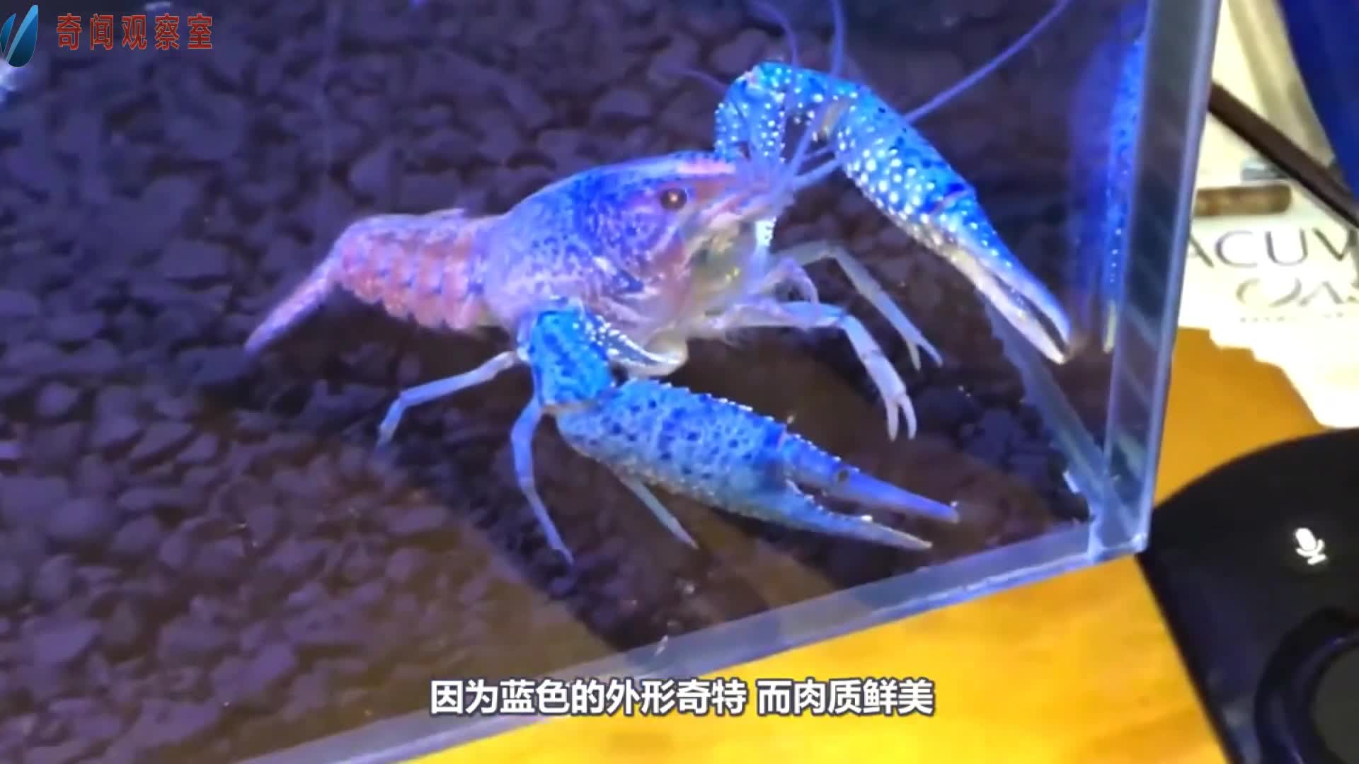 How expensive is blue lobster? A big basket of unexpected gains has been made by foreigners. Guess what the result is.