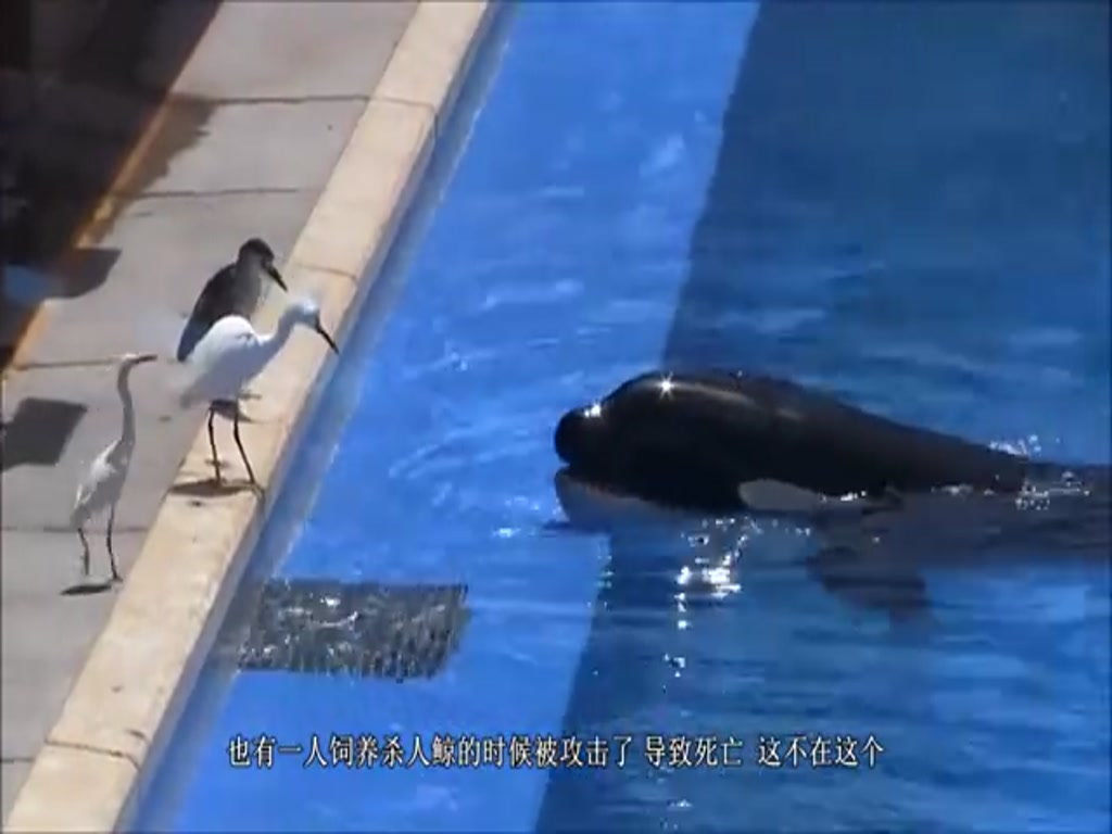 The killer whale put the fish by the pond for the seabirds to eat, but what happened next second made me underestimate its IQ.