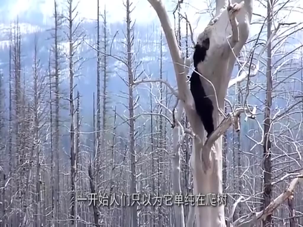 What's the structure of this tree hole? Can accommodate more than 100 kilograms of black bears, netizens: Want to experience it