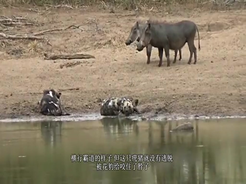 The Warthog wanted to grab food with the zebra. The zebra was angry and kicked the warthog to the ground.