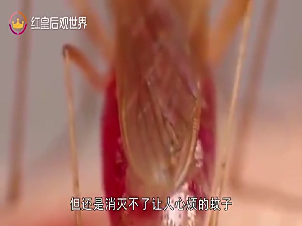 The mosquito factory in China releases 30 million mosquitoes a month. Why do Chinese people clap their hands?