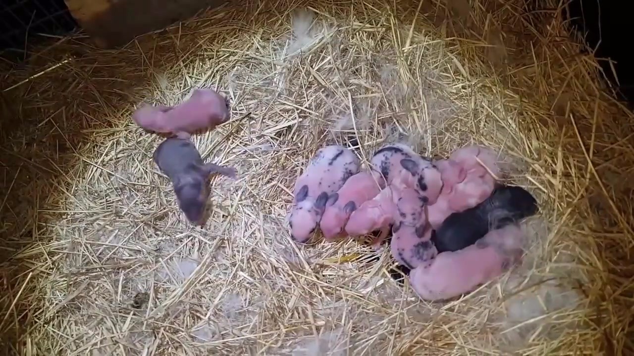 The girl found a litter of puppies in the stable. She thought it was a puppy. When she grew up, the girl was very happy.