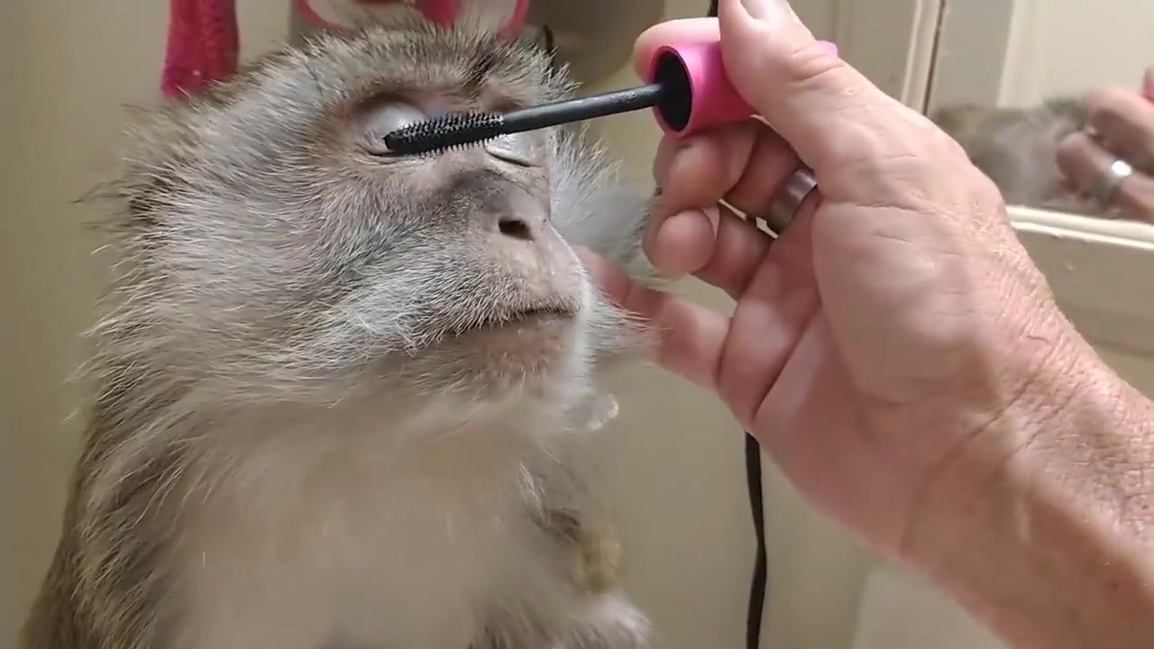 The woman put on a makeup for the monkey. When the lipstick is applied, the netizens are too charming.