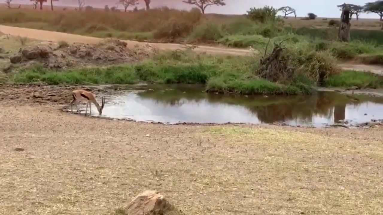 The gazelle was drinking by the river when suddenly a lion came rushing in without stopping!