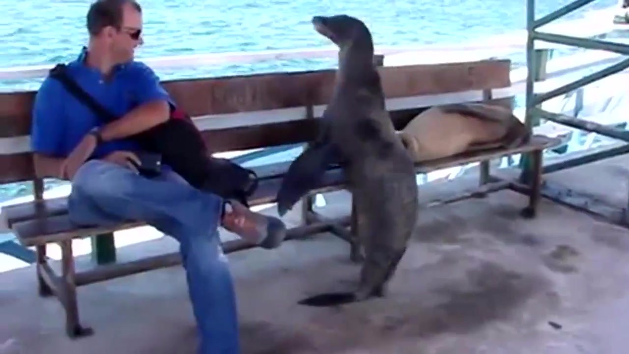 The naughty sea lion wants to dominate the bench, expelling the man with all his heart and soul, where is the sea lion cool?