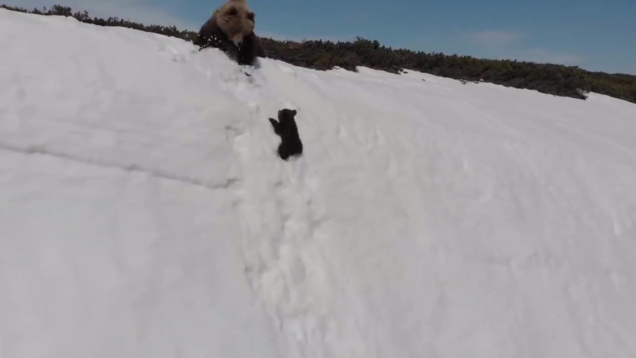 Little Bear climbed the snow mountain. Mother Bear watched it roll down the cliff. She was protecting her children.