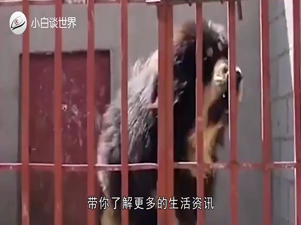The world's largest Tibetan mastiff, no one dares to provoke, lions in front of them instantly become "kittens"