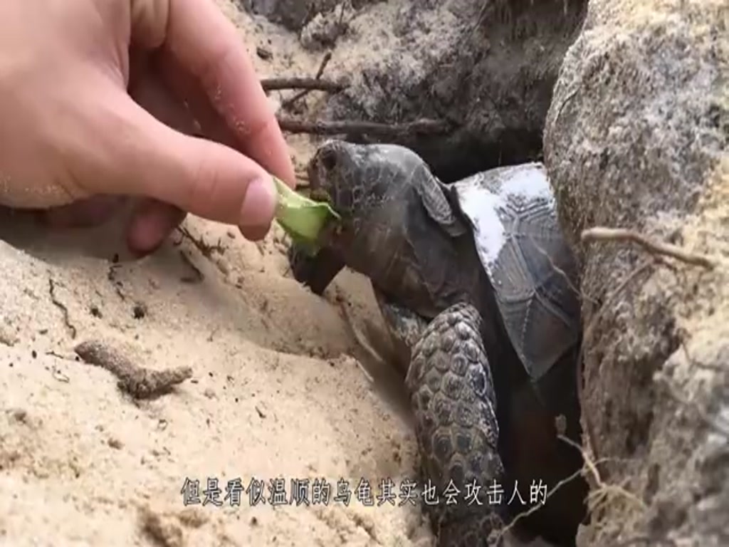 How can a tortoise bite it and let it go? It's just a quick fix.