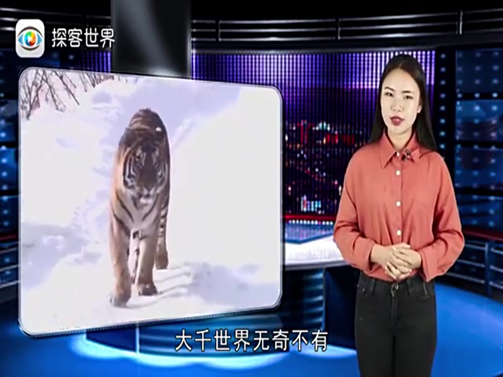 Brown Bear and Northeast Tiger who has the ability to eat each other? Netizen: Maybe both losers will be hurt, and nobody will please them.