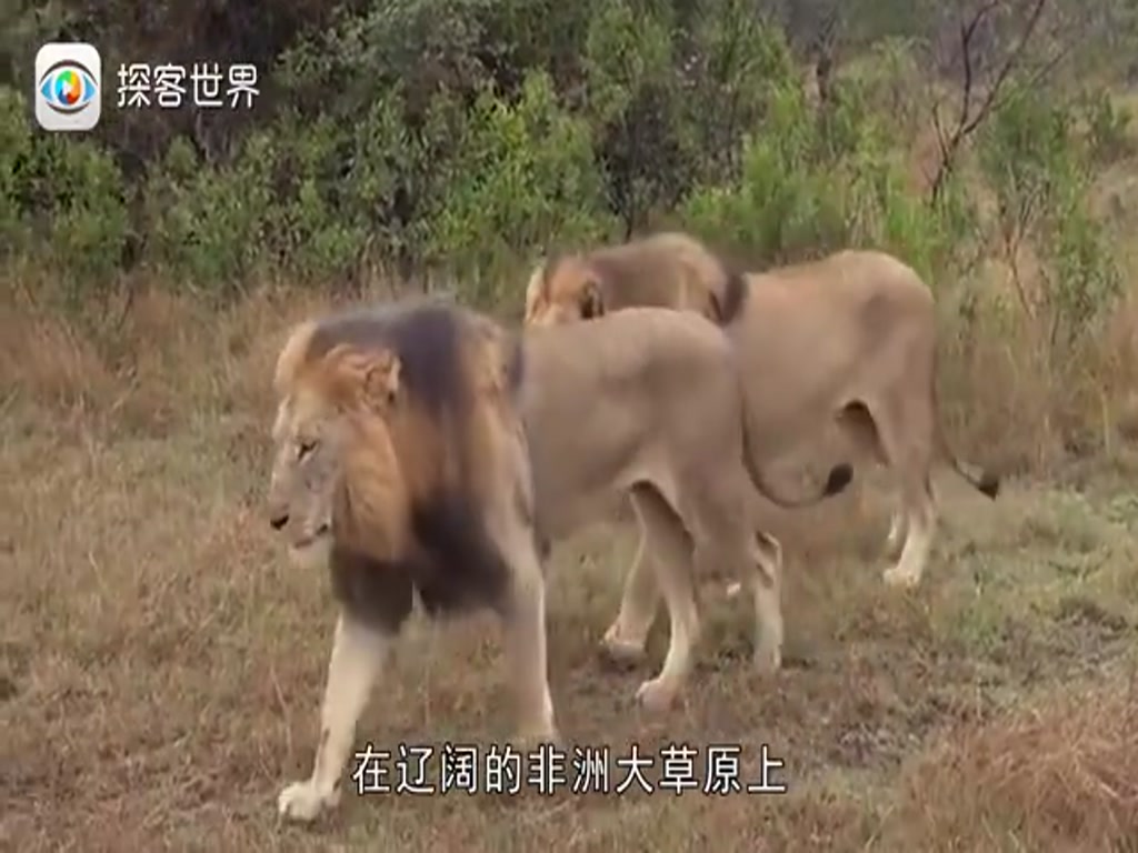 Lions also have natural enemies. The lions on the grasslands know that they are running fast.