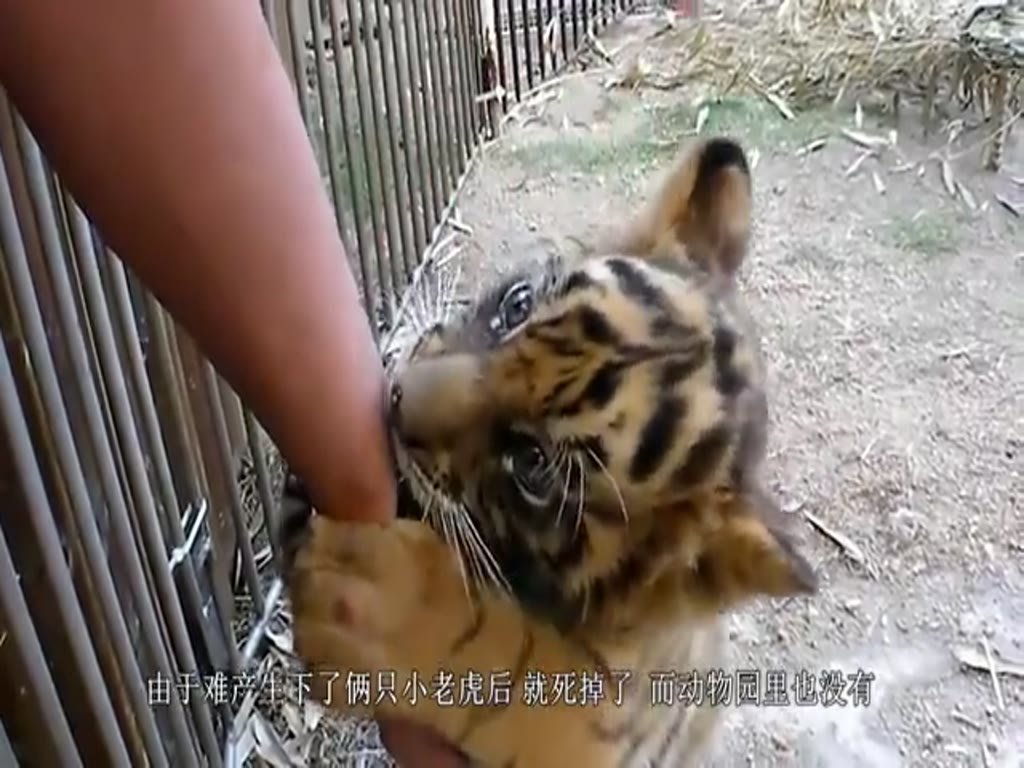 The tiger grew up eating sow's milk, and now it looks like this! Even netizens can't watch it anymore.