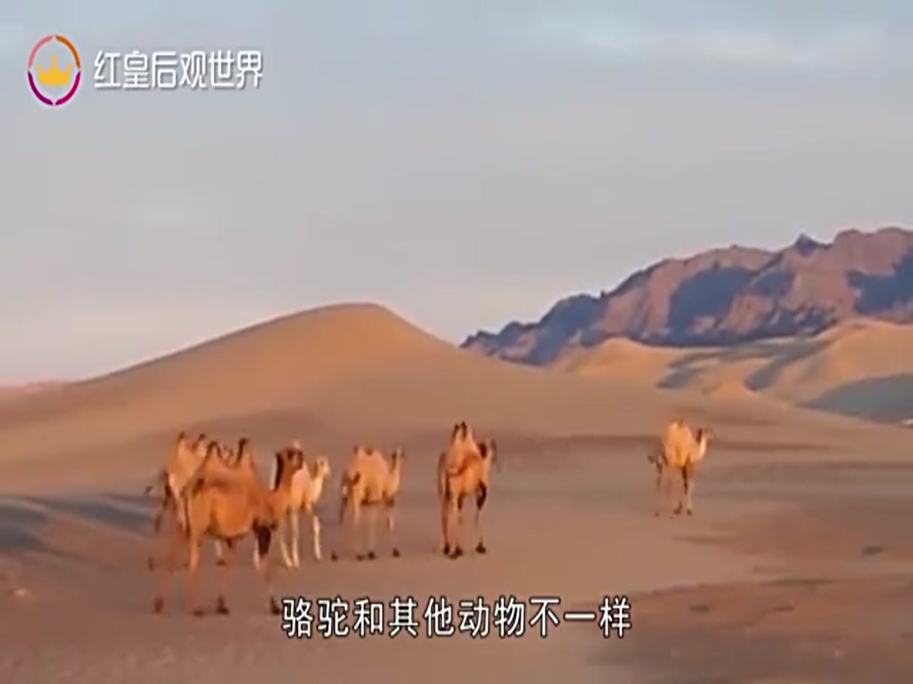 Can you live without a head? Foreigners found a "headless camel", still able to walk leisurely!