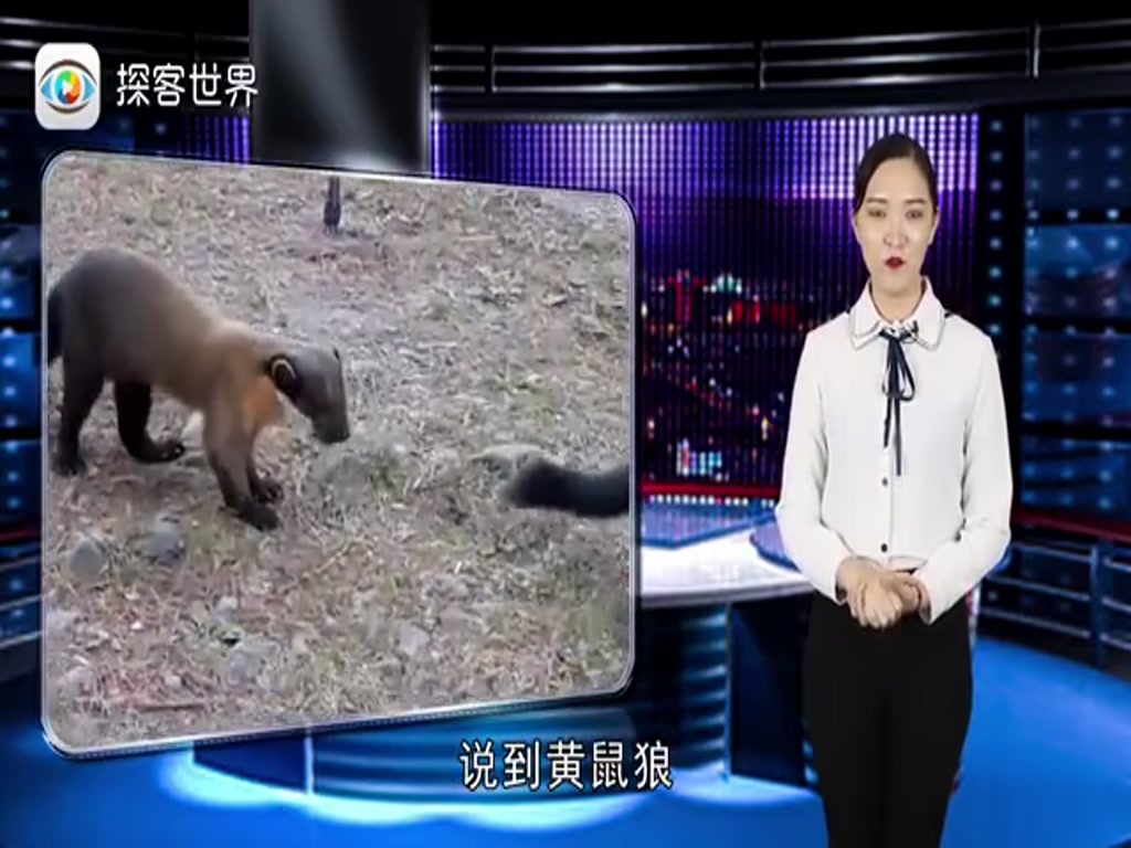 Why don't humans dare to kill weasels? I really can't kill it. After reading it, I finally understand.