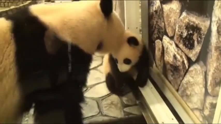 The baby panda wanted to steal away to play, but she was dragged back by her mother before she took a few steps.
