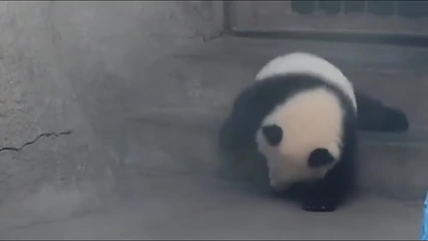 Baby panda can't get stuck on the steps. Want to set me up?
