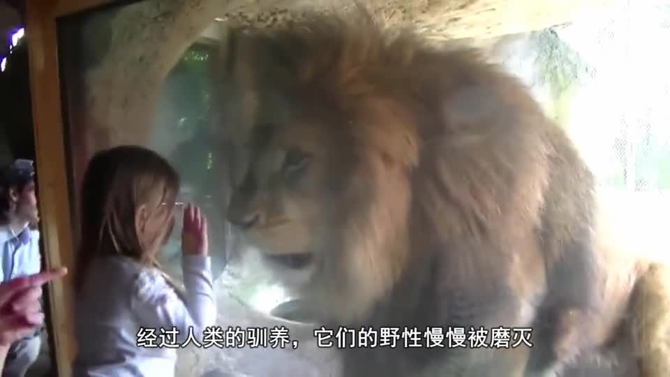 The lion suddenly bites the visitor's calf and the keeper slaps him directly. The lion's reaction is too amusing.