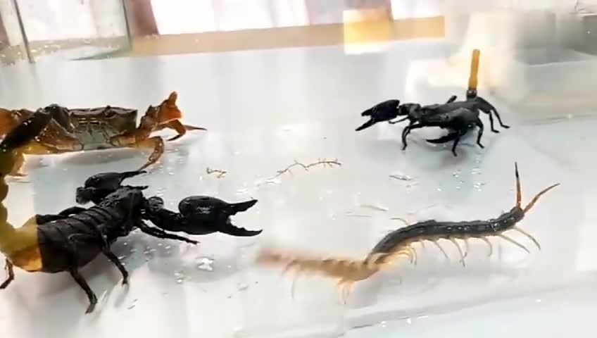 Scorpion, crab, centipede, three-way scuffle, who will win in the end?