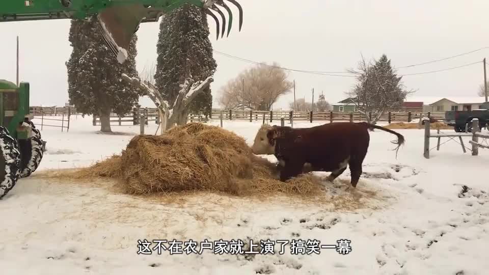The calf stole the hay and thought that the owner hadn't found it and would stop laughing the next second.