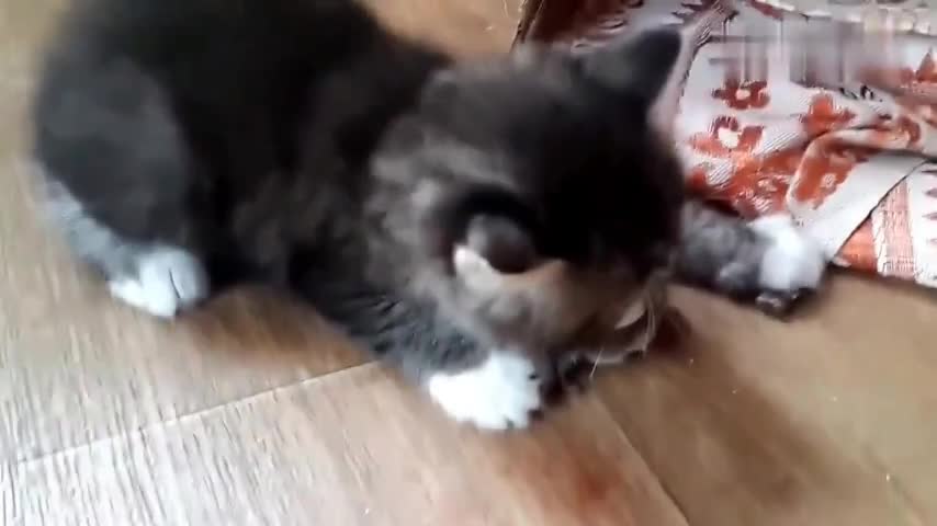 The cat catches a mouse, and the owner wants to grab it. It bites the dead and protects it tightly.