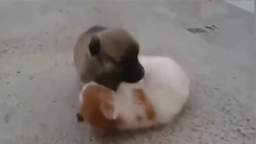 Puppy cat and puppy fight. If you can't walk steadily, you can learn to fight.