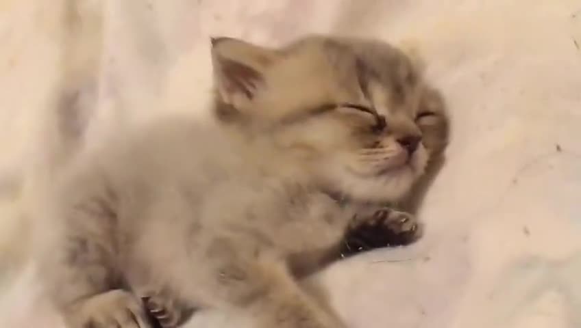The cat sleeps quietly. It's so cute. It's so soft. How can the owner give up touching it?