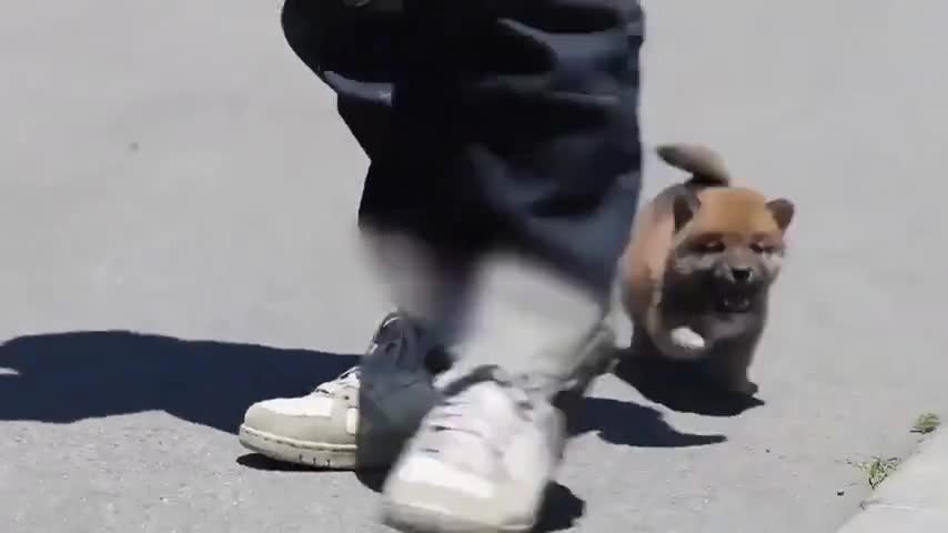 The little puppy is so cute. He runs after his master and can't get over his feet.