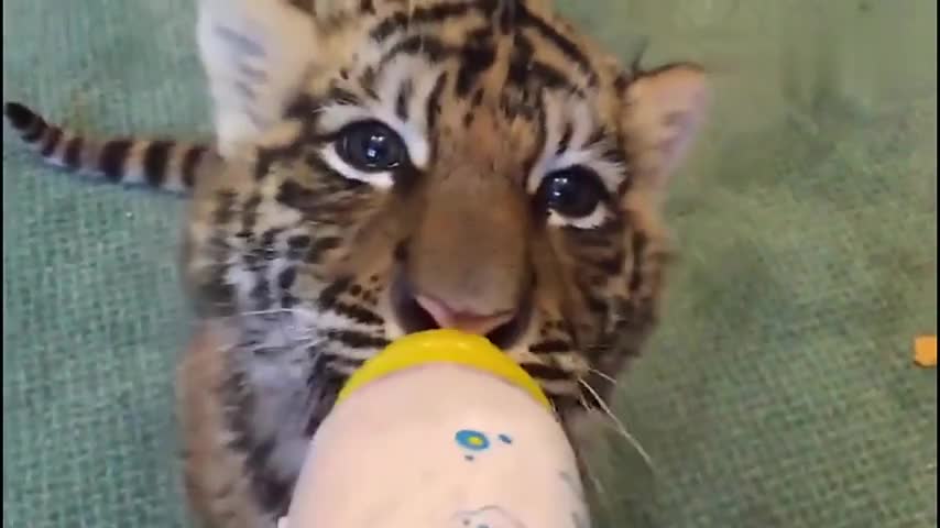 The tiger is serious about drinking milk and will not stop until it is empty.