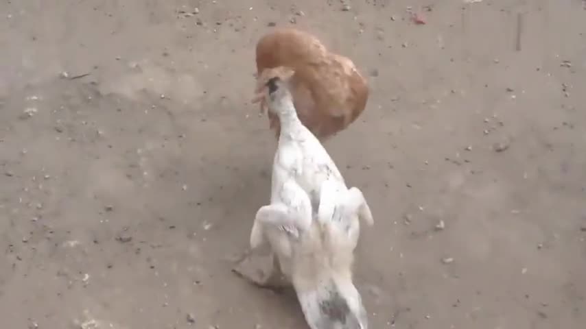 It's fun to fight with chickens and ducks. It's more painful to bite than whose mouth is worse.