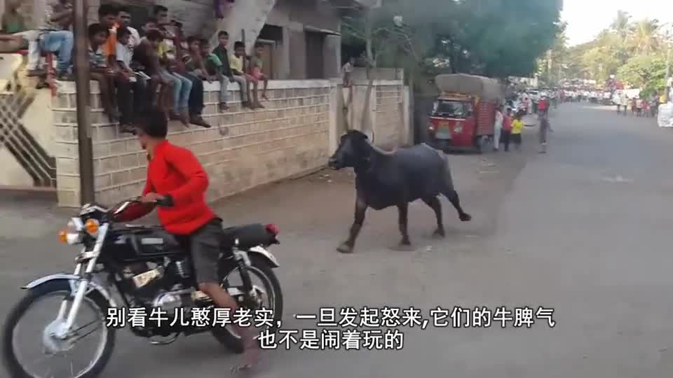 The young man is too immoral!  Riding a motorcycle to tease the bull, the bull sniffed its tail gas.
