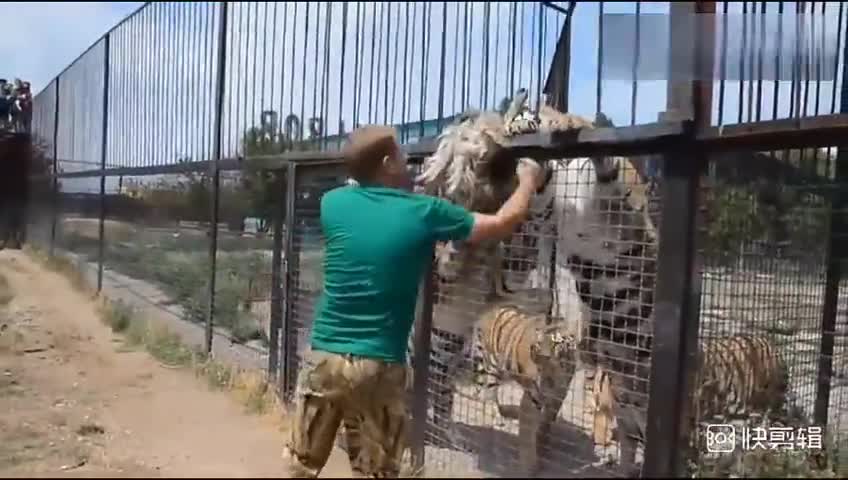 The keepers feed the leftovers of the lions to the tigers, and the lions come to check on them.