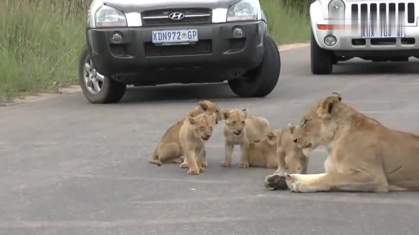 Mother Lion took her baby lion to bask in the sun on the road, and the passing cars had to stop and wait.