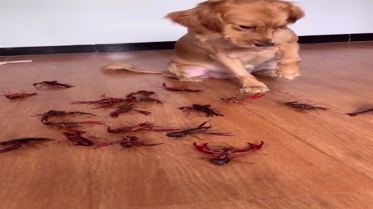 So many crayfish, which one to eat first for dinner? That's a question.