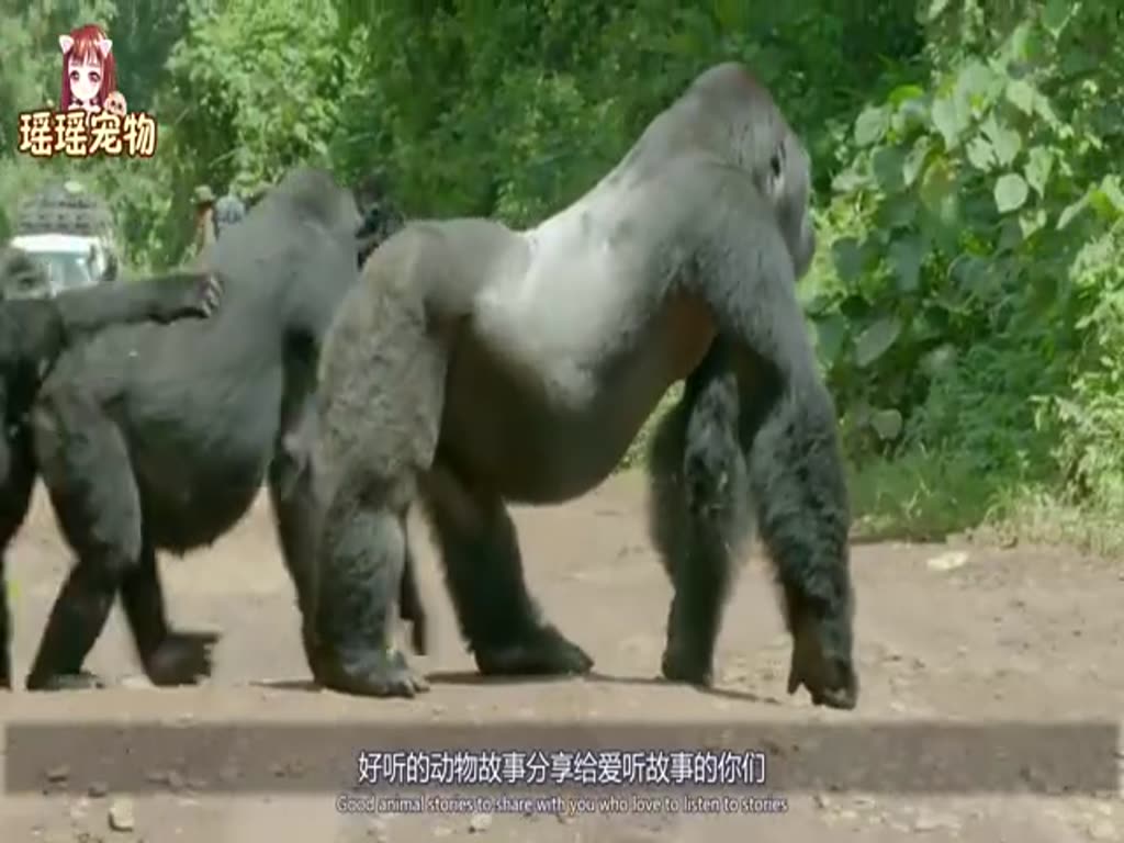 The gorilla school keepers are addicted to walking. After the videos were uploaded, tourists came to visit them one after another.