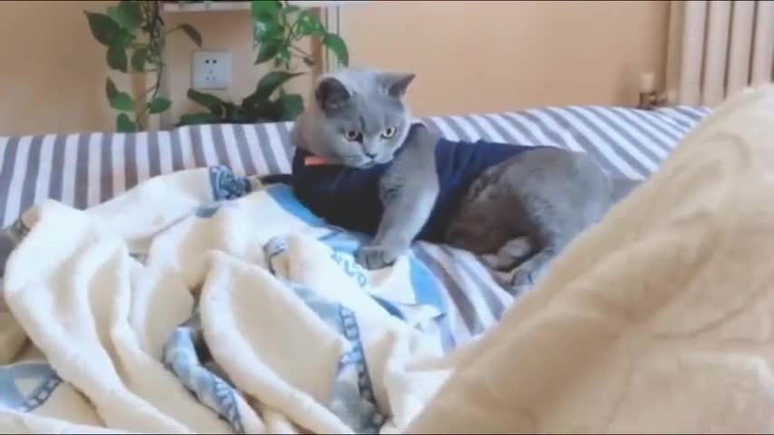 The owner put his foot in front of the cat. The cat's reaction was so funny that he finally covered his head with a blanket.