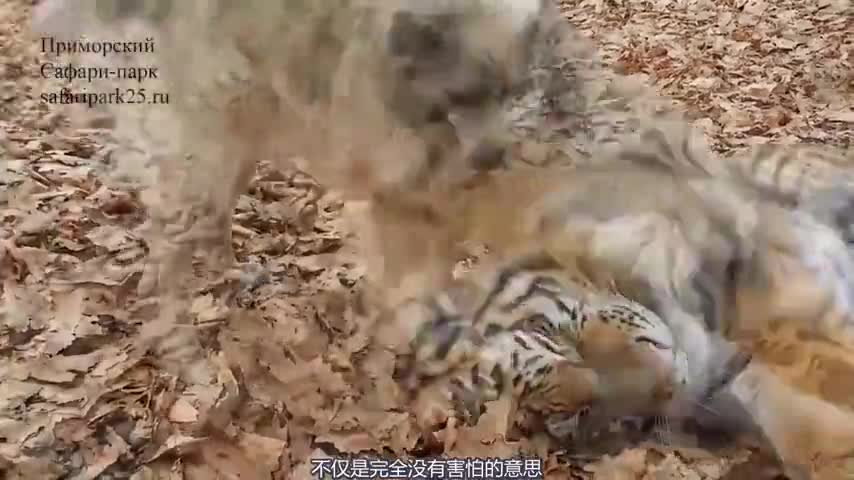 The dog was so fierce that when the big tiger fell asleep, he bit someone else's neck in one bite.